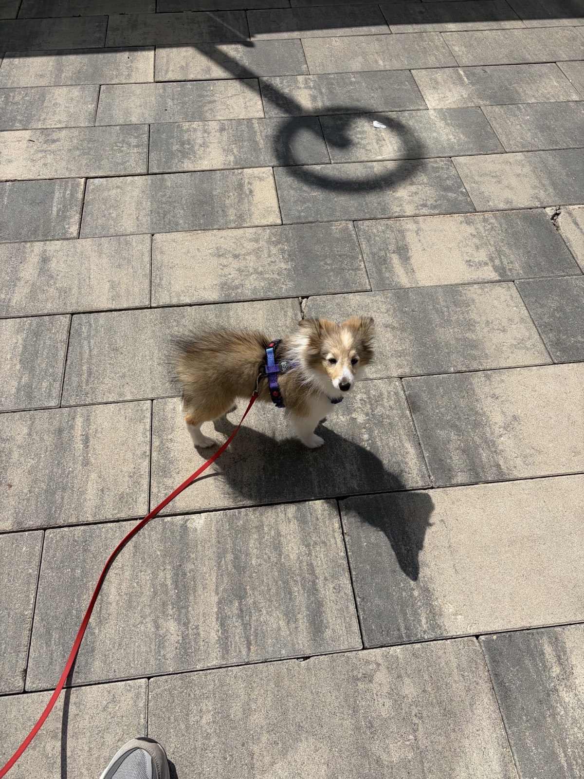 Senya looking up on a sunny walk with his red leash
