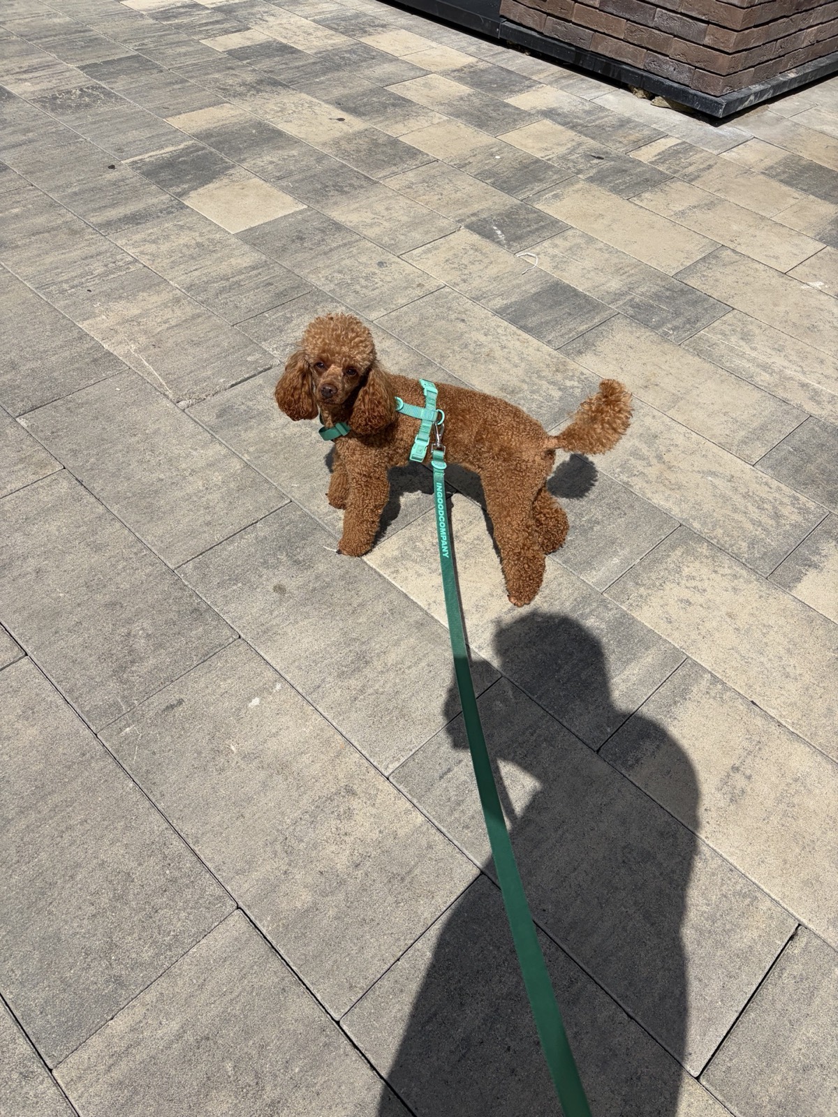 Yasha in his turquoise harness on a sunny sidewalk walk