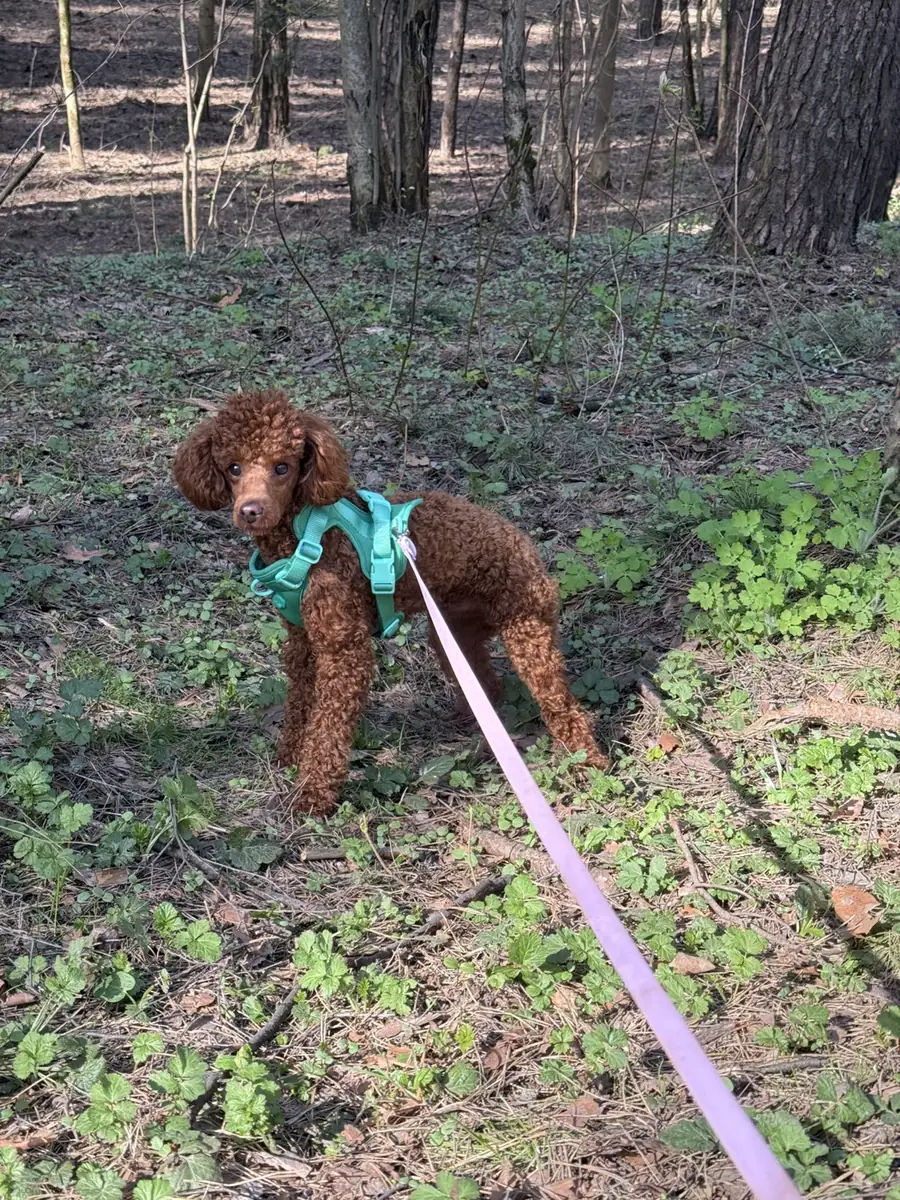 Yasha on a woodland walk, wearing his turquoise harness and pink leash